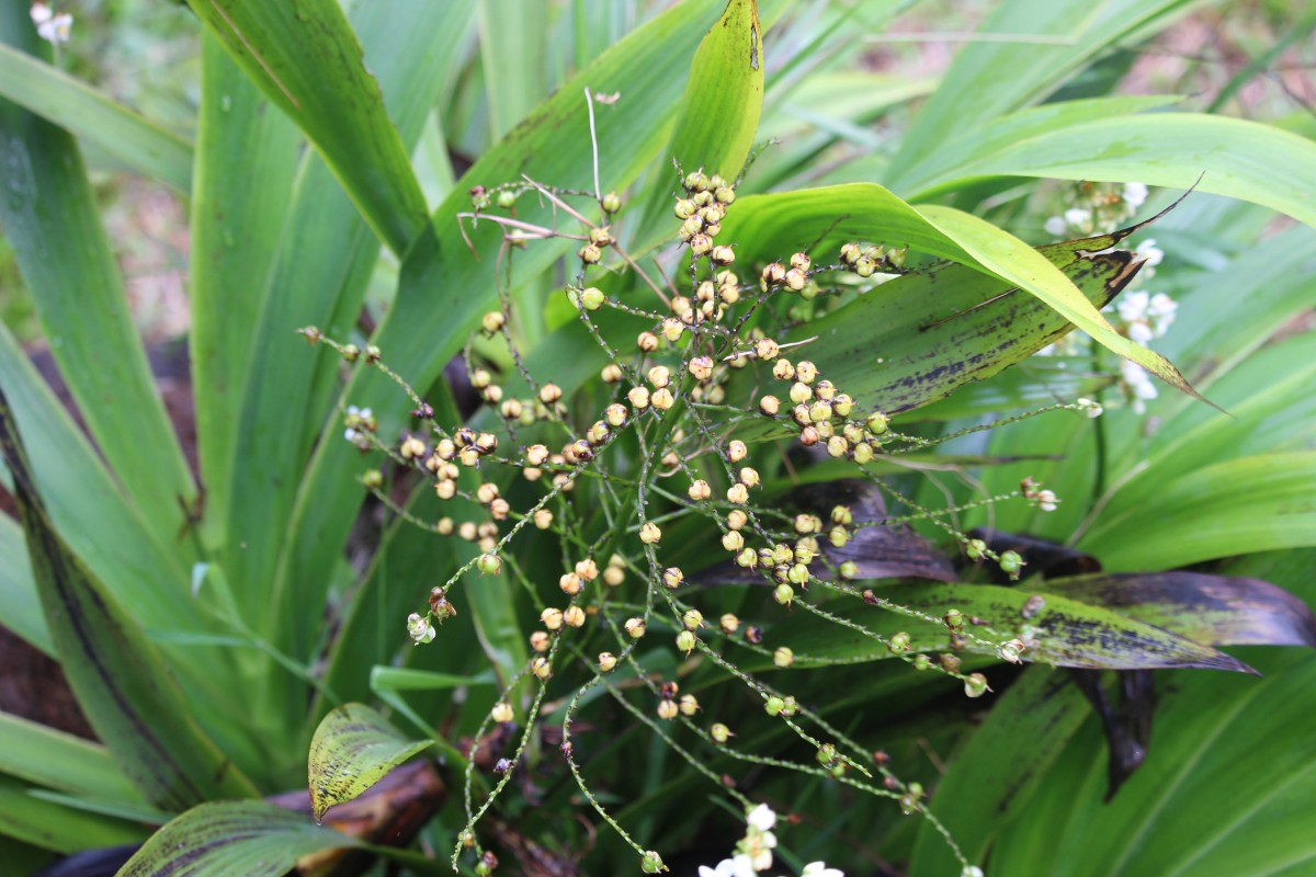 Xiphidium caeruleum Aubl.